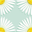 Graphic of white daisy flower quarters on light blue background.