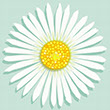 Graphic of white daisy flower on light blue background facing the viewer.