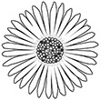Drawing in black ink of an open daisy flower facing the viewer. The daisy is the symbol of the Philosophy of Happiness book and website.
