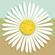 Graphic of white daisy on tri-color (blue, green, brown) square.