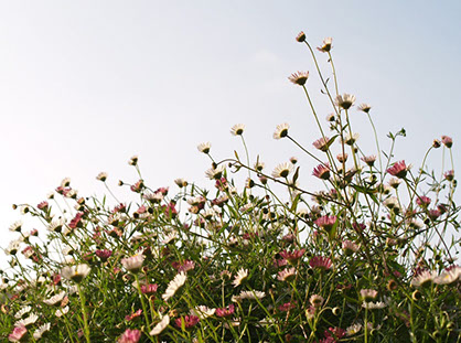 Side view photo of mound of white & pink daisies symbolizing the Philosophy of Happiness Home Page.