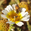 45 degree square closeup photo of a yellow and white daisy flower with bee and little beetle visiting.