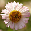 Photo of blooming white and pink daisy in backlight.