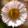 Photo of dewed daisy flower in morning sun.