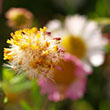 Closeup square photo showing 4 daisy flowers in different states of life from bud, flowering, wilting, and dispersing seeds.