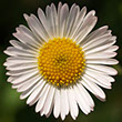 Square photo of a white-petaled daisy flower on green background facing viewer. The daisy is the symbol of the Philosophy of Happiness site.