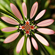 Closeup square manipulated photo of daisy showing overlaid iterations in different shades and colors forming pastel petals and a bright center.