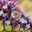 Photo of a small beige and brown snail house nestled in a white and purple flower cluster.