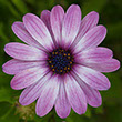 Photo of a light purple daisy with white streaks and dark purple center.