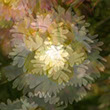 A composite alteration of daisy photos resulting in a petal spray on green background.