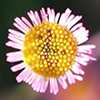 Photo of pink daisy opened with petals unfurling.