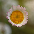 Photo of opening daisy flower bud with white petals andpink tips.