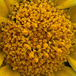 Closeup square photo of a daisy showing the detailed yellow center.